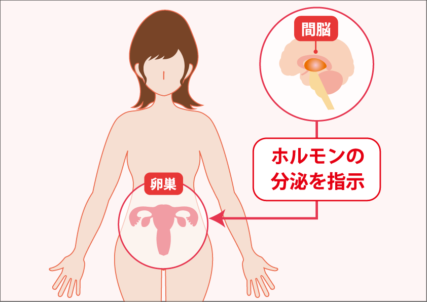 自律神経の中枢”間脳（かんのう）”があらゆる不調を引き起こす!?