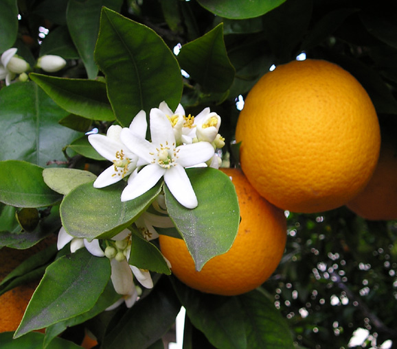 オレンジの花 web .jpeg